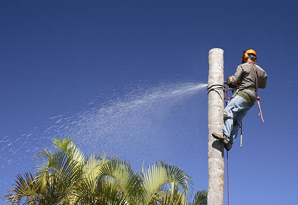 Best Leaf Removal  in USA